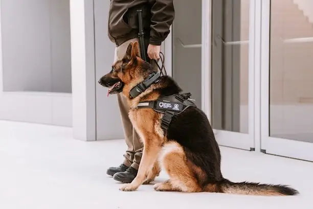 Unidad Canina para Seguridad